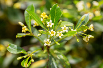 An evergreen shrub up to 3-4 m tall with oblong-lanceolate or rhombic dark green leaves. Yellowish flowers with a pleasant honey aroma. It blooms in May and June. Essential oils of flowers are widely