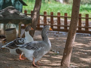 cute geese on the farm