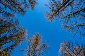 alberi e cielo