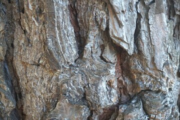 Pine bark. Close up tree Pine bark texture as a wooden background. Pine tree texture abstract backdrop.