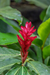 Red Ginger