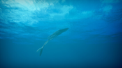 Fototapeta premium Giant deep sea squid swims underwater