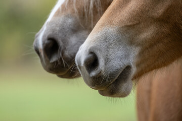 Nahaufnahme vom Pferdkopf, ein vertrautes Paar