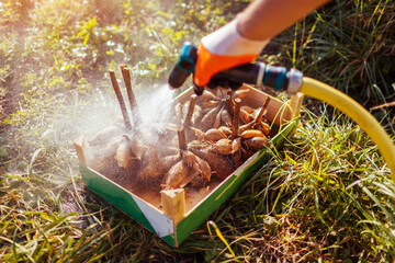 Washing dahlia tubers after digging out, cleaning in crate and preparing roots for winter storage. Autumn gardening jobs