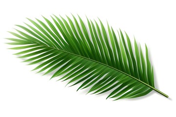 Obraz premium Palm tree leave plant leaf white background.