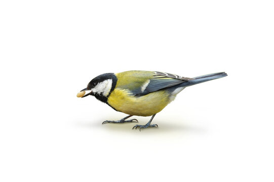 V&ouml;gel 152