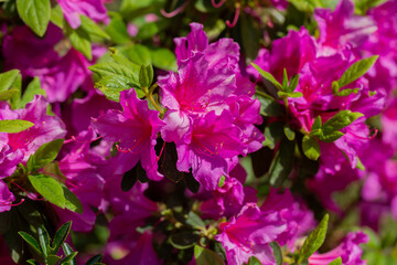 Rhododendron pink flower heads in full bloom on a bright sunny day