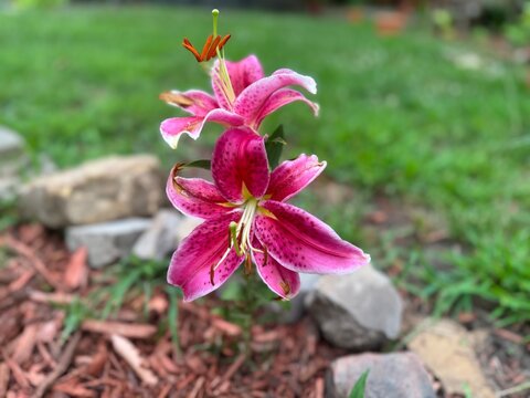 Lily