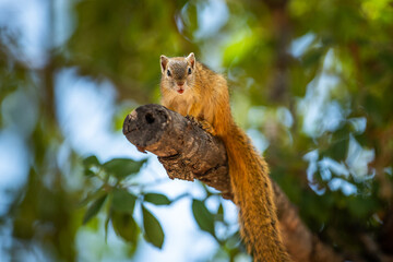Obraz premium South african squirrel in a tree 