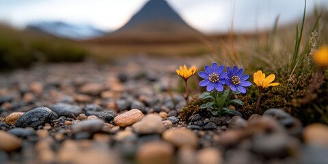 Icelandic Mountain Landscape with Wildflowers and Rocks at Sunrise