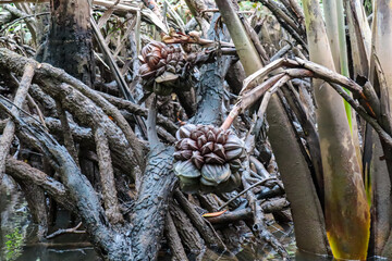 Close-up of a Nipa palm (Nypa fruticans) in mangrove forest on Bintan Island, Indonesia. Unique, clustered fruit that resembles a large, brown ball. Intricate network of roots and the muddy water