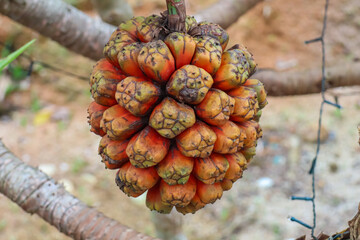 Close-up of a Pandanus fruit, also known as a screw pine fruit. Hanging from a tree and is...