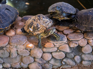 Cute turtles at the zoo