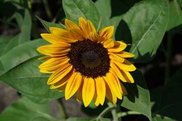 Sunflowers blooming in the park