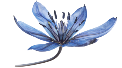 Blue flower insolated on withe background, cut out
