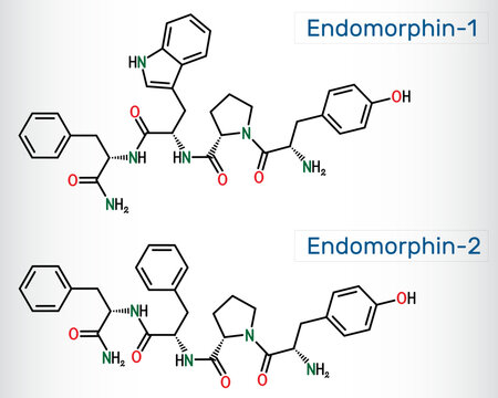 Endomorphin-1 (EM-1), Endomorphin-2 molecule. Opioid peptide with analgesic properties. Structural chemical formula. Vector
