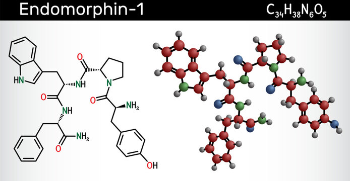 Endomorphin-1 (EM-1) molecule. Endogenous  opioid peptide for pain modulation. Structural chemical formula and molecule model. Vector