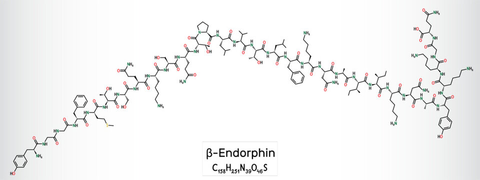 Beta endorphin molecule. Endogenous opioid neuropeptide and peptide hormone. Skeletal chemical formula. Vector illustration