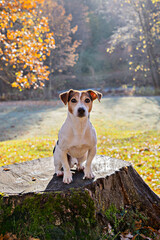 Jack Russell Terrier dog sits on mossy tree stump in sunlit autumn park looking at camera