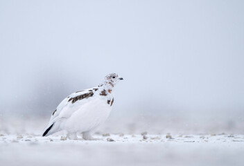 Willow Ptarmigan (Lagopus lagopus), a master of camouflage,  is snowy white in winter and an intricate mix of reds and browns in summer.  In the grouse subfamily Tetraoninae of the pheasant family