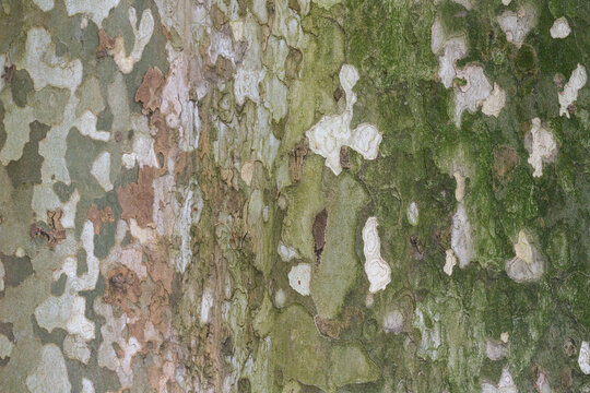 Platanus occidentalis tree bark texture close up. A tree shedding bark. The pattern is similar to a military camouflage pattern.