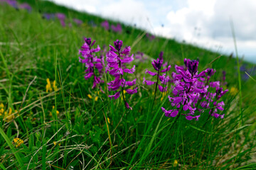 Fototapeta premium Groß-Kreuzblume // Great milkwort (Polygala major) - Kopaonik Nationalpark, Serbien