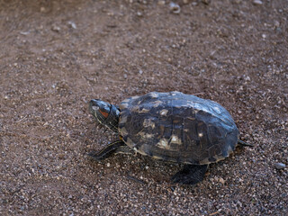 Cute turtle at the zoo