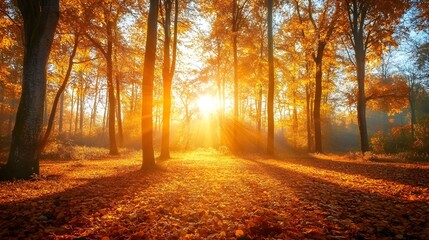 Fototapeta premium Scenic autumn landscape with golden light shining through the trees