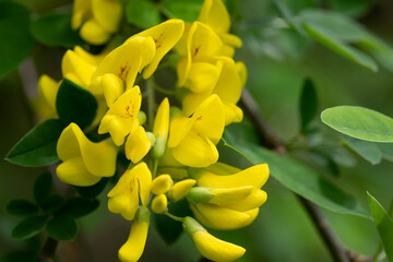 Fototapeta premium Caragana arborescens, the Siberian pea-tree, or caragana, is a species of legume native to Siberia and parts of China Mongolia Kazakhstan.