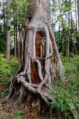 tree growing out of a nurse stump or log in the forest environment