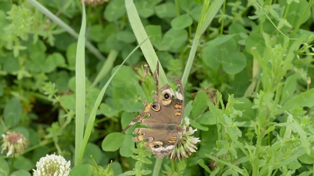 Buckeye butterflies in courtship on a clover flower in spring