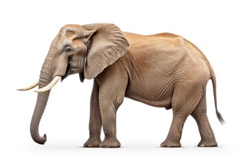 Fototapeta premium Elephant wildlife animal mammal.