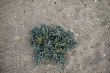 sea kale ( Crambe maritima) on the beach of the Island Hiddensee in Germany