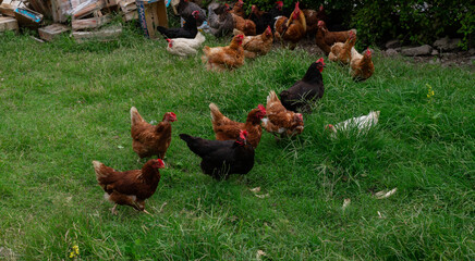 Lot of different domestic chicken walking on farmyard. Feeding freely grazing poultry. Countryside ranch.