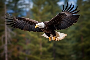 Naklejka premium Animal eagle bird bald eagle.
