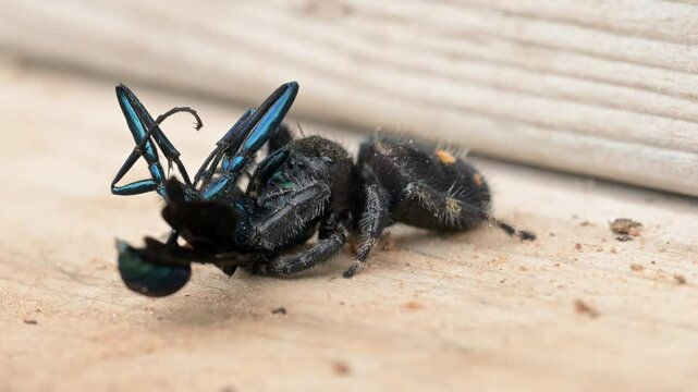 Closeup of a Bold jumping spider feeding on a blue mud dauber wasp