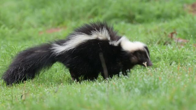 Young Striped skunk walking around in dewy grass on a spring morning
