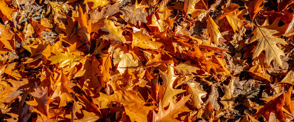 Fallen autumn colours vibrant leafs on the ground leading. Bright fall season concept banner panorama in golden sunlight glow.