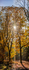 Fototapeta premium Vertical anamorphic panorama of contrasting dark branches with bright autumn coloured stately trees covered in golden orange vibrant shaded leafs. Fall season concept. Backlit sun flare.