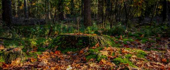 Single golden coloured stately trees covered in autumn colours with vibrant leafs on the ground leading to a light path in the background. Fall season concept.