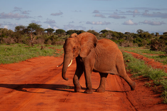 safari a Mombasa