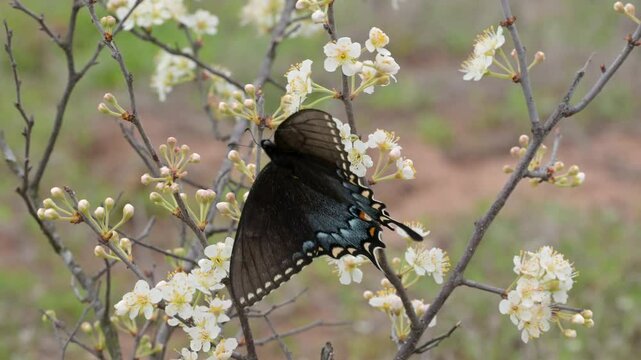 Female, dark morph Eastern Tiger Swallowtail butterfly feeding on white wildflowers in early spring