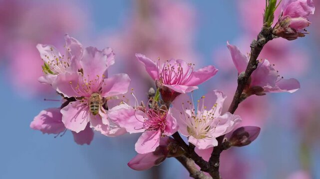 Bee pollinating a beautiful pink peach flower in spring