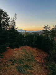 Obraz premium sunset in the forest