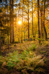 Obraz premium Autumn forest nice colors with ferns
