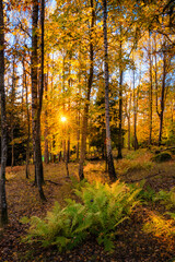 autumn in the forest