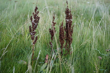 dry plant on the Island Hiddensee in the Baltic Sea in Germany