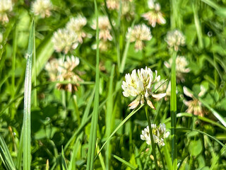 Close-up of a white clover flower in a meadow