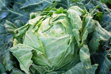 Cabbage in the garden, private farm - green head of cultivated cabbage. French garden vegetables close up