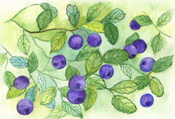 Watercolor image of a blueberry branch with ripe fruits.